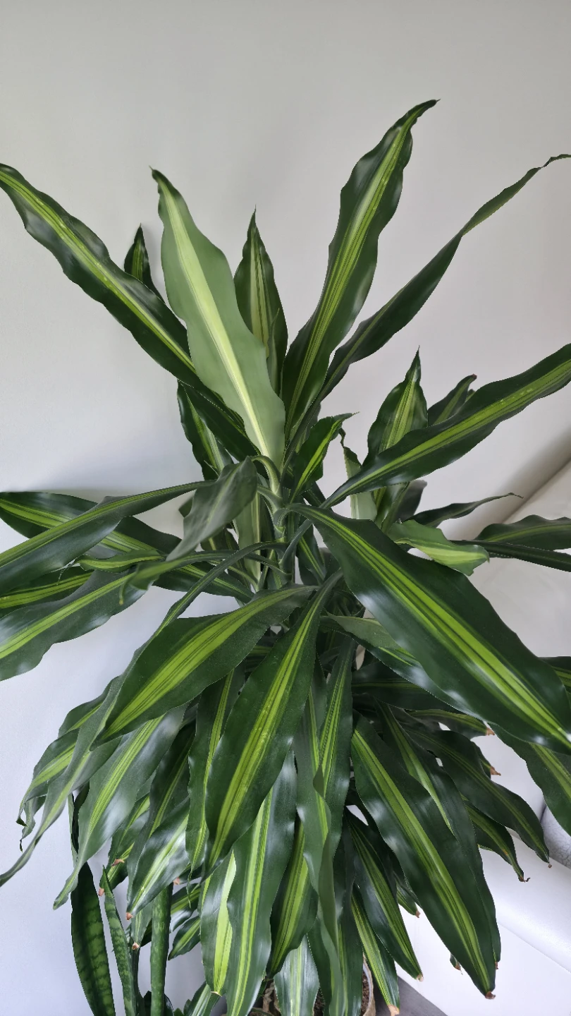 Dracaena Fragrans 'Massangeana' Corn Plant - photo 5
