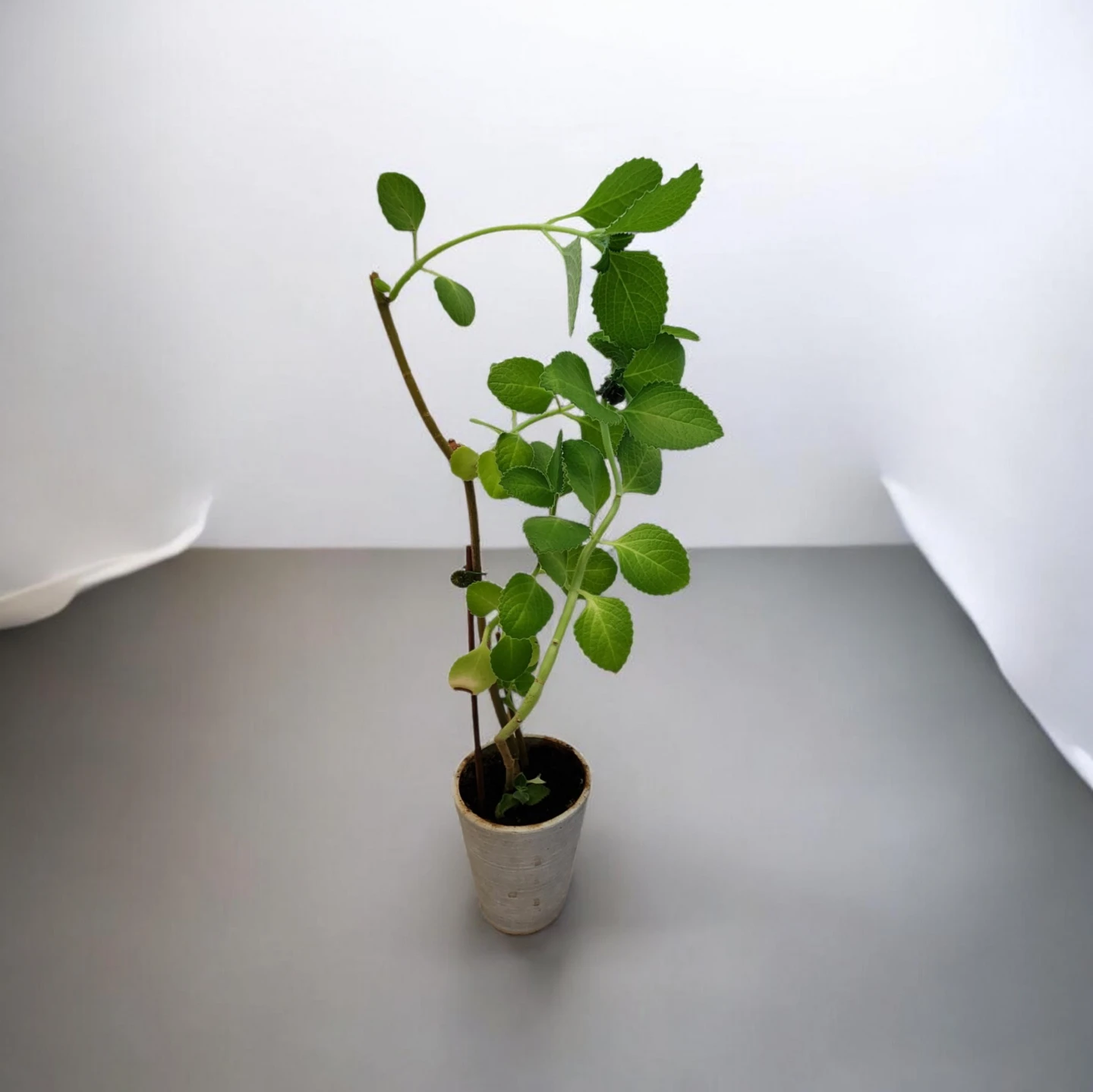 Cuban oregano plant in pot