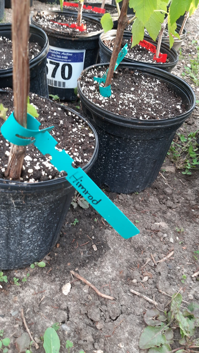 Himrod Grape Vine Plant - photo 2