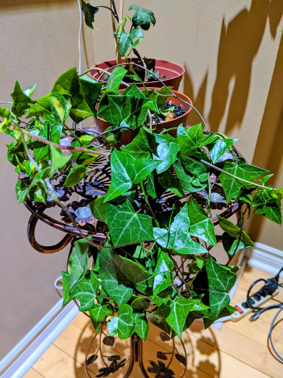 INDOOR / HOUSEPLANTS / TROPICAL PLANTS - photo 4