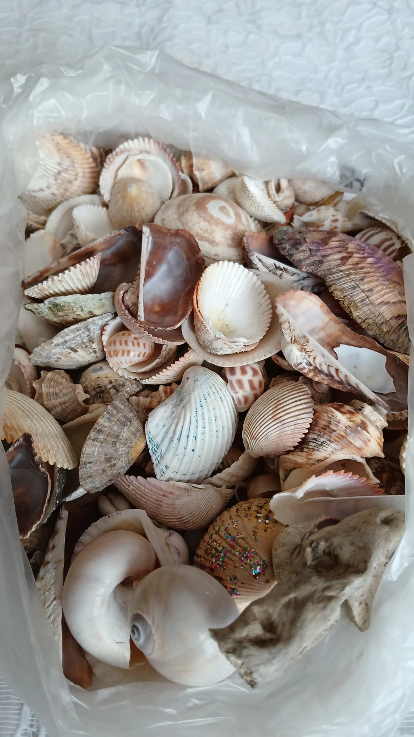 Bag of assorted seashells for $5.00