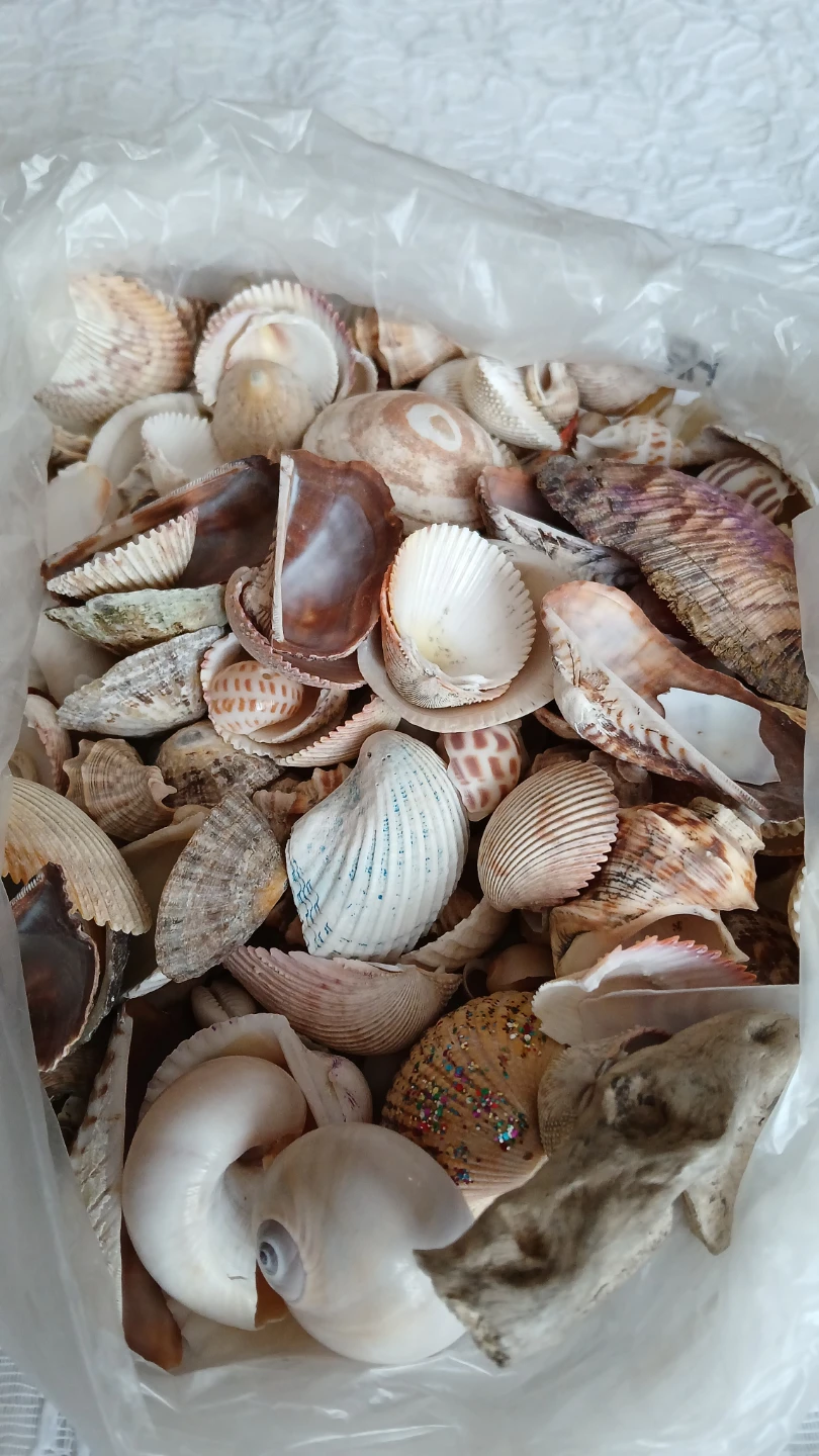 Bag of assorted seashells for $5.00 - photo 2