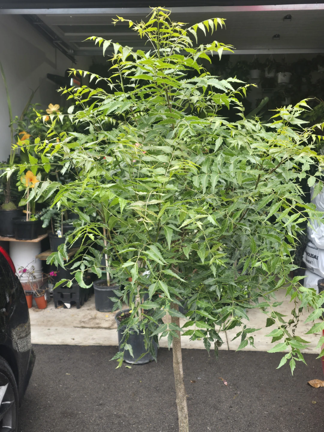 Neem Tree Plant. 12"pot