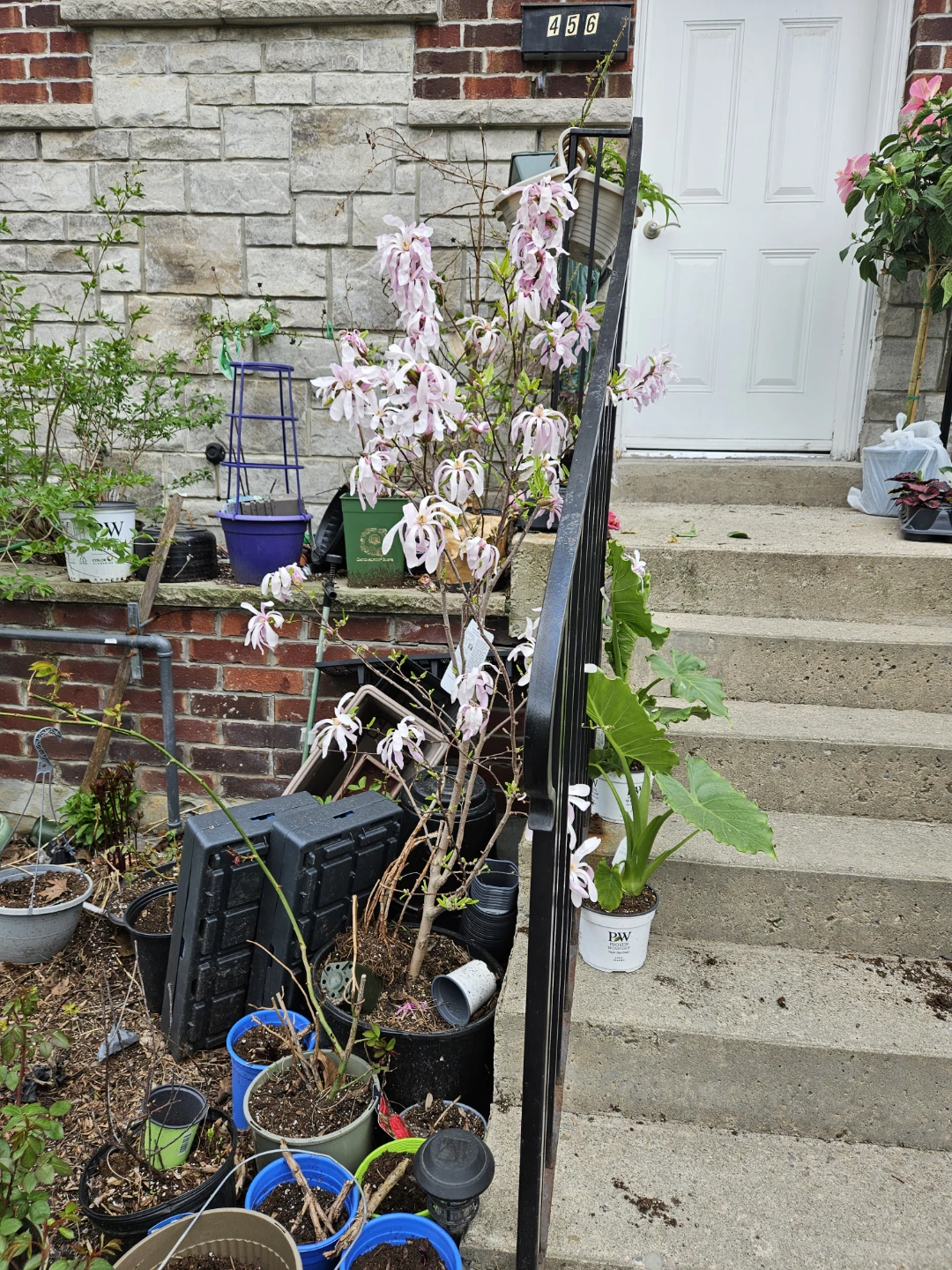 Leonard marshell   Magnolia Tree - - photo 2