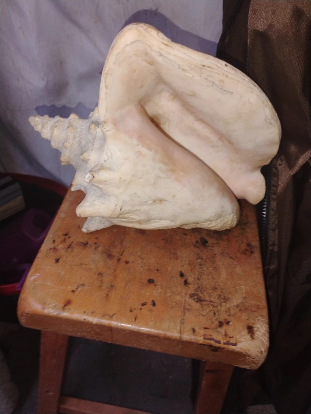 Large Conch Shell Decor - photo 2