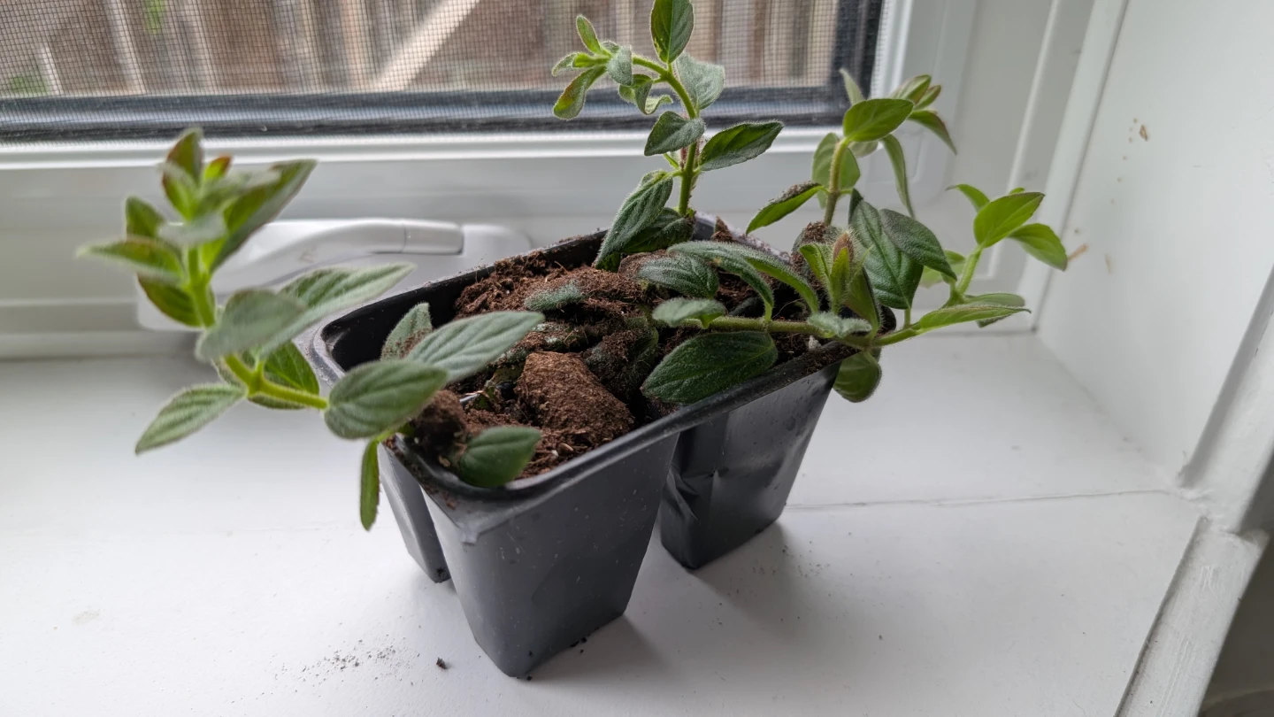 Rare House Plants - Dancing Dolphins ( Can't buy in stores) - photo 2