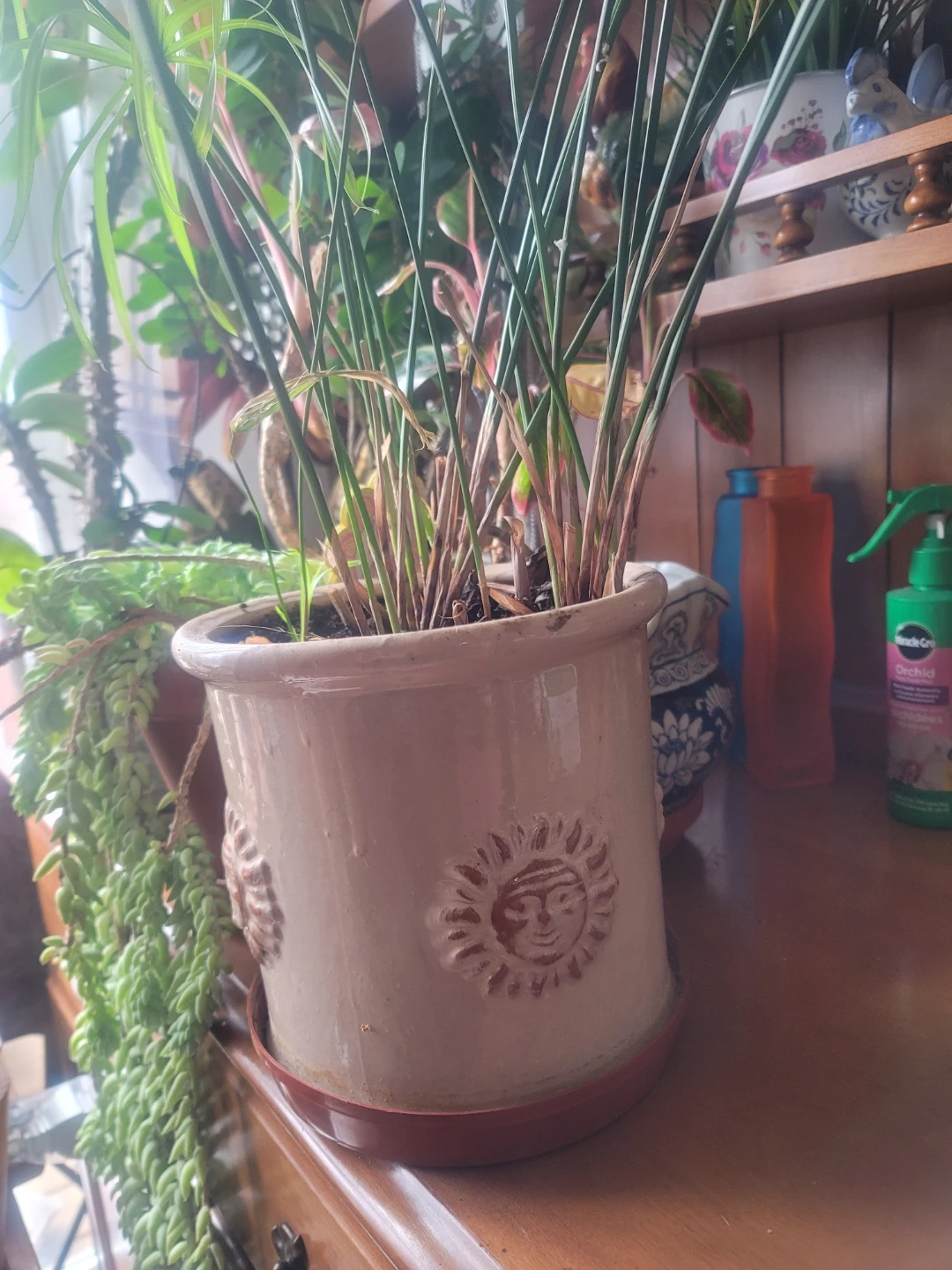 Potted Papyrus Plant - photo 3