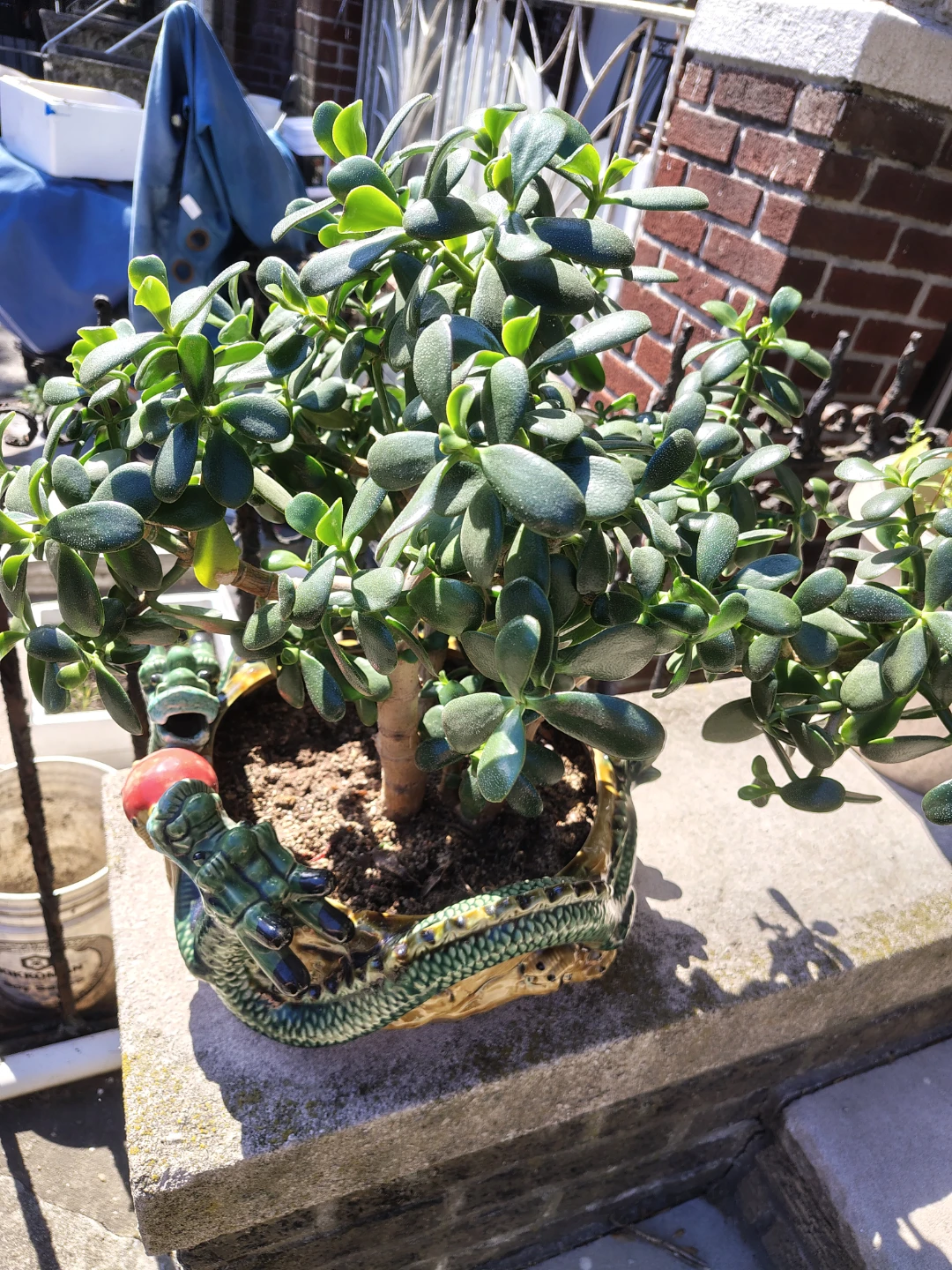 Jade Plant in Dragon Planter - photo 2