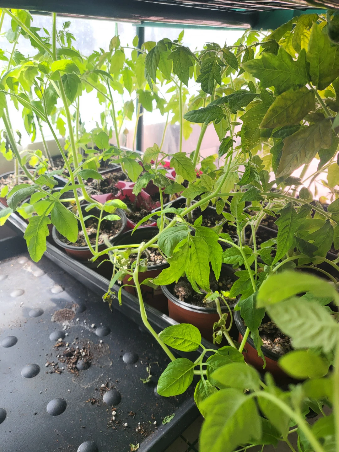 Tomatoes and peppers - photo 3