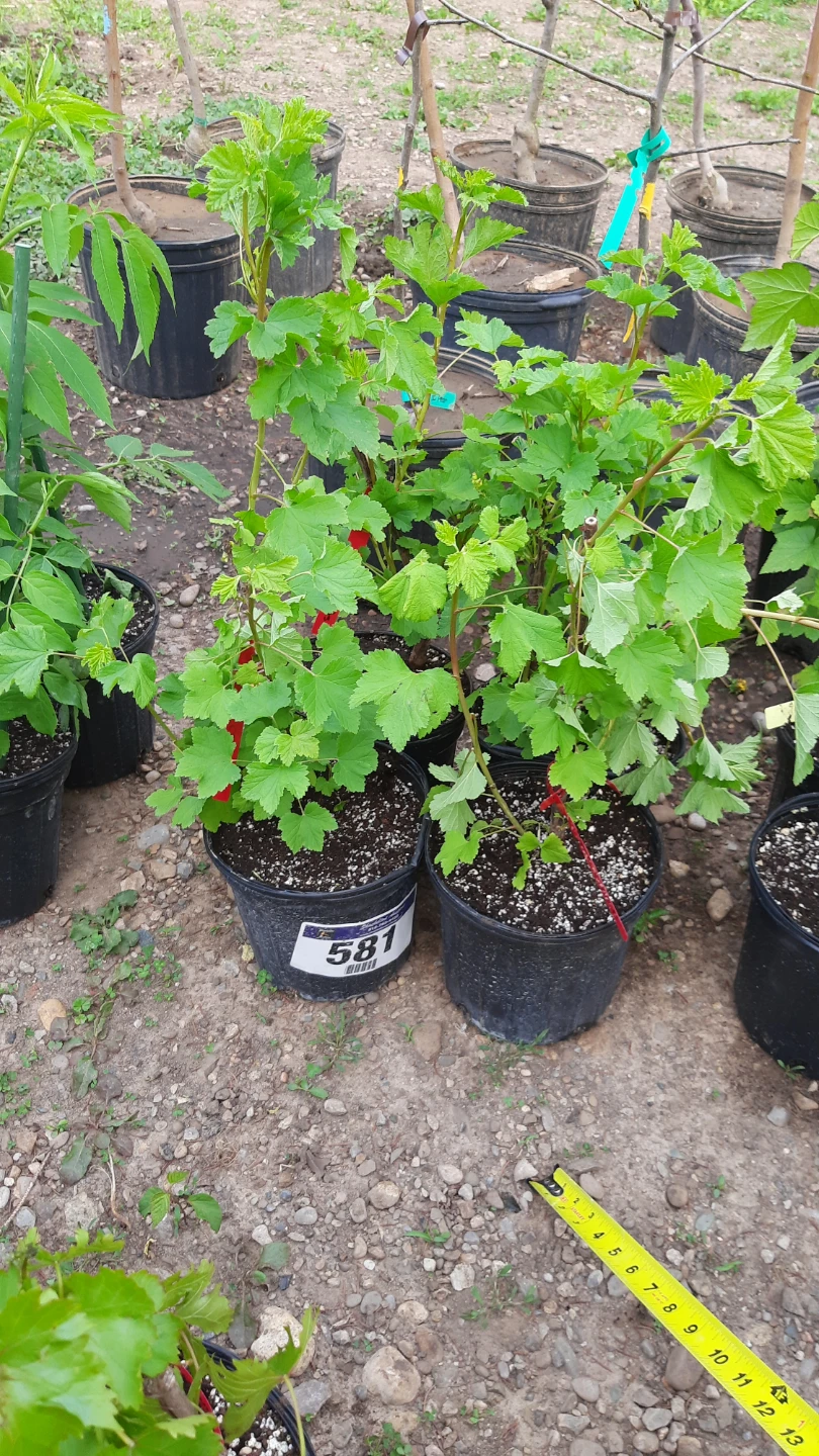 Potted Red Currant Plant