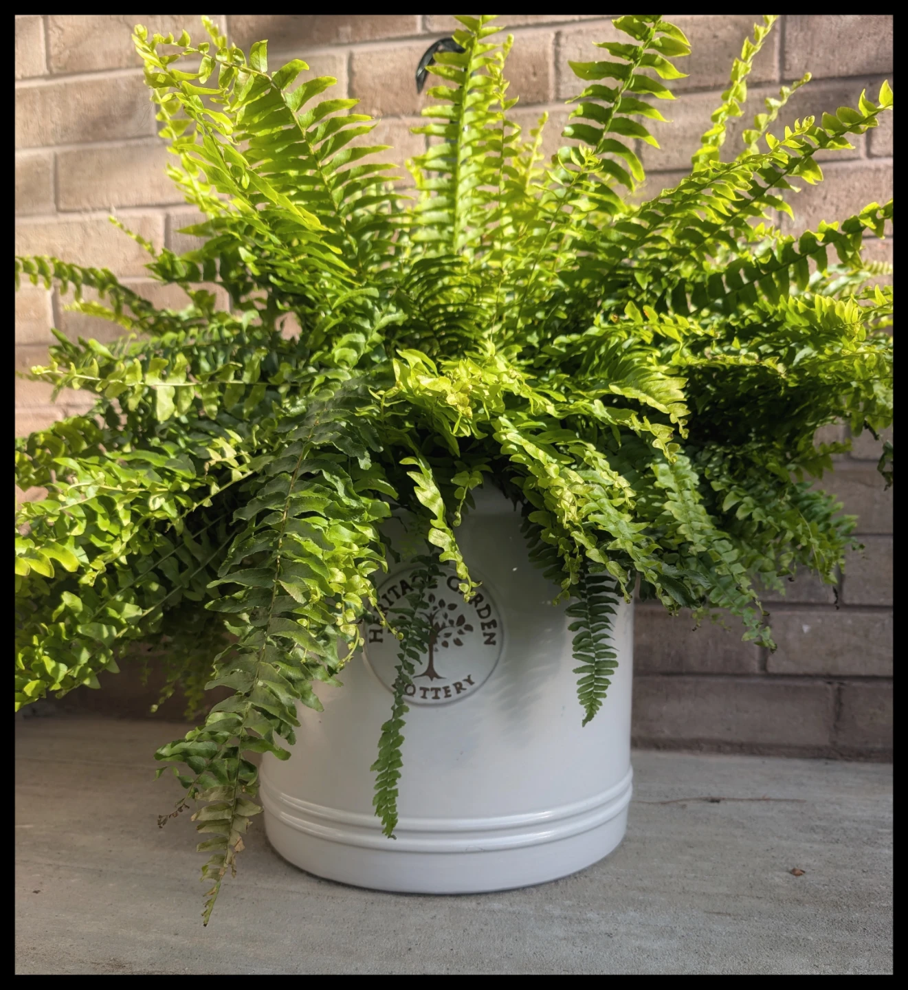 Gorgeous flower pot