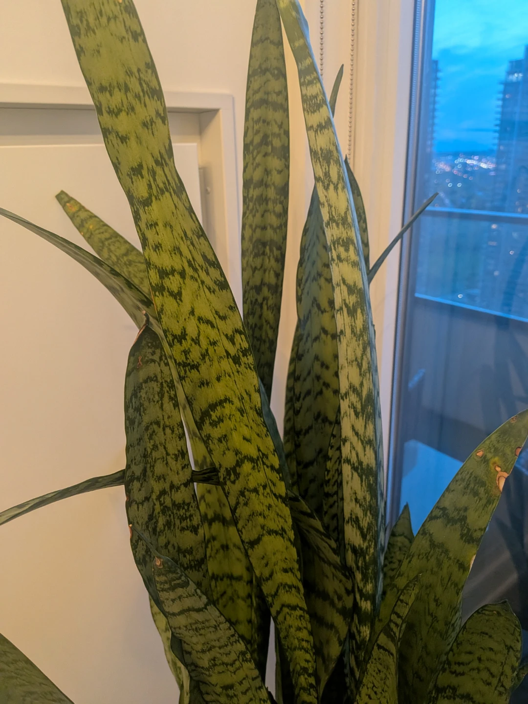 60 inches Snake Plant in structube Pot with Stand - photo 4