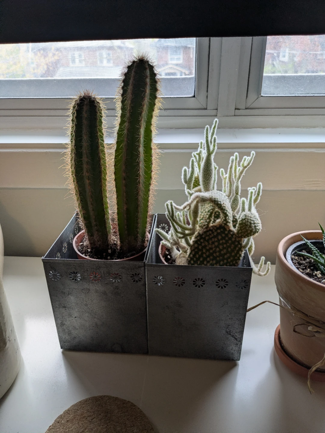 Assorted Cacti and Succulents with pots $10 each