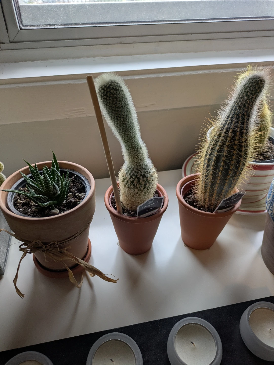 Assorted Cacti and Succulents with pots $10 each - photo 2