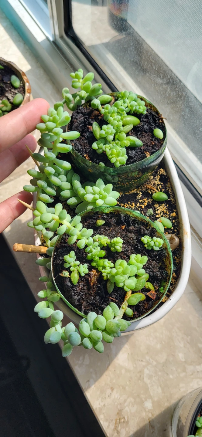 Burro's Tails in white ceramic pot