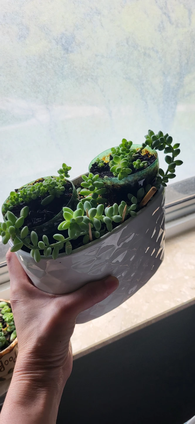 Burro's Tails in white ceramic pot - photo 5