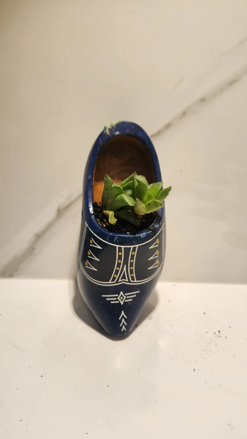 Dutch wooden shoe planter with succulent