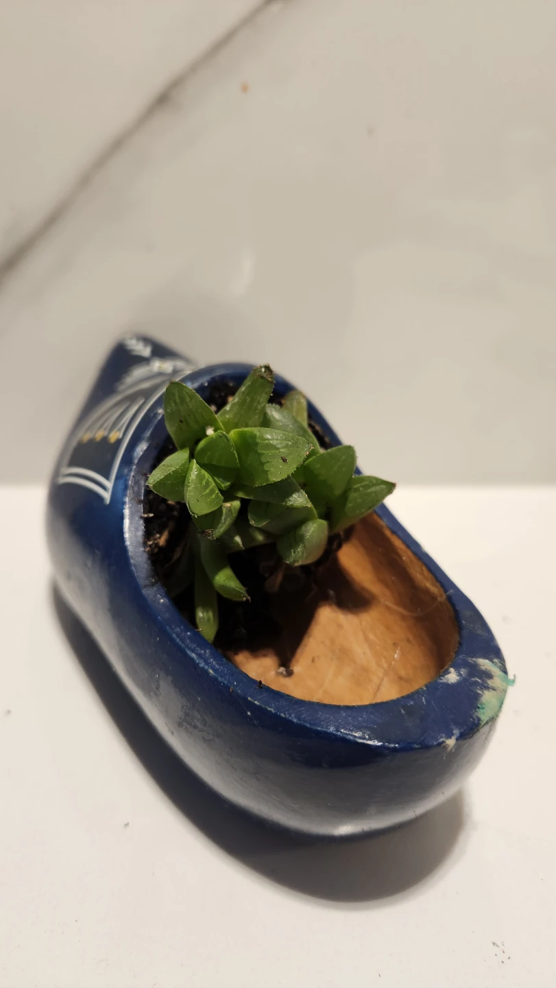 Dutch wooden shoe planter with succulent - photo 2