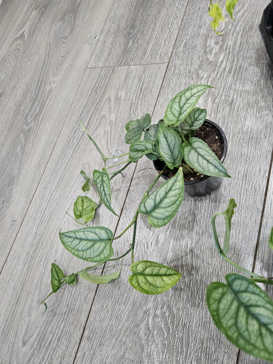 Monstera Siltepecana  cutting  in 4"pot