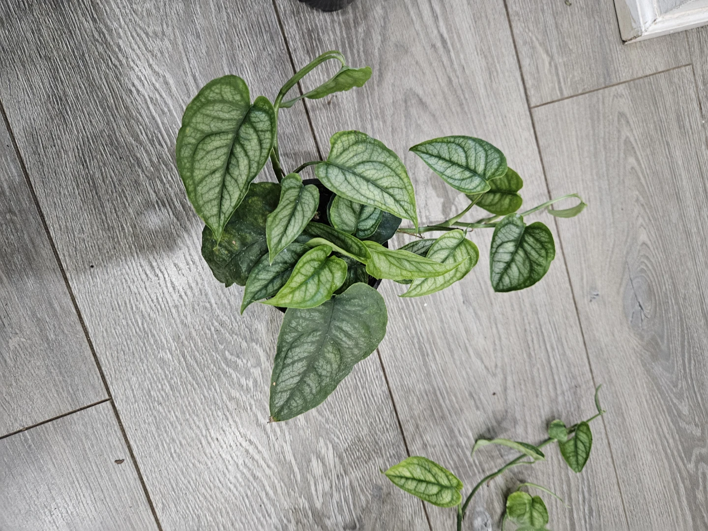 Monstera Siltepecana  cutting  in 4"pot - photo 2