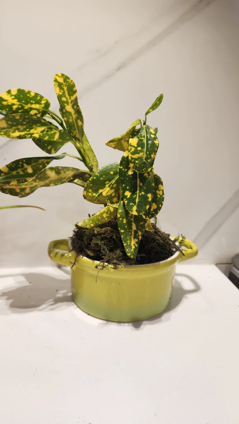 Mini Dutch oven upcycled planters with plants - photo 2