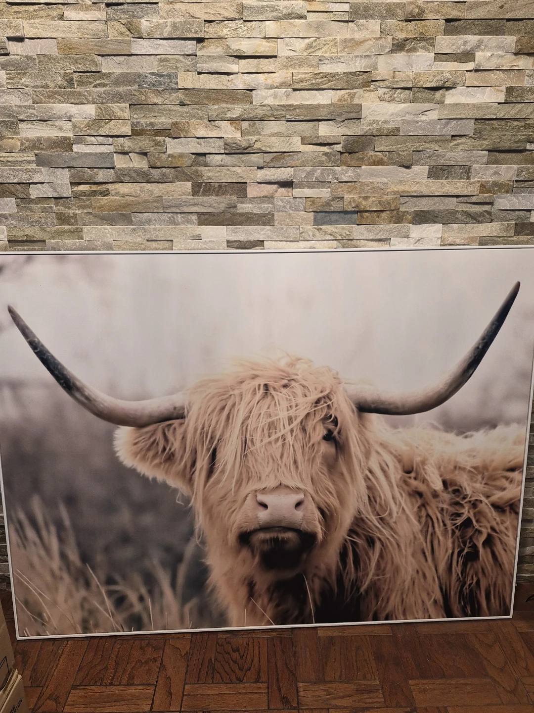 Highland Cow Wall Art