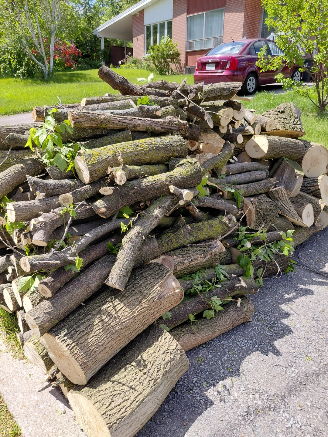 Free Maple Wood - photo 2