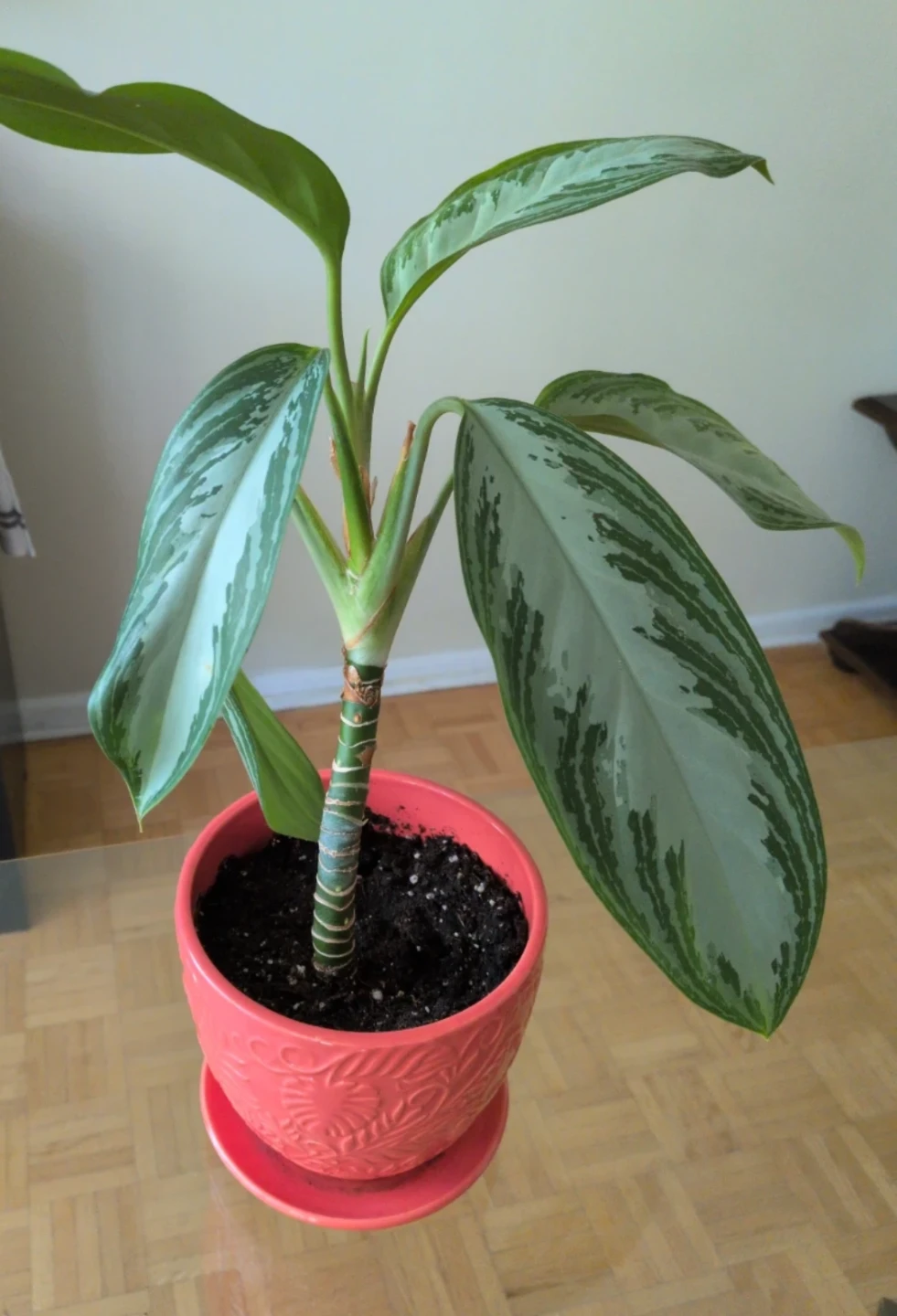 Aglaonema Plant in Coral Pot - photo 3
