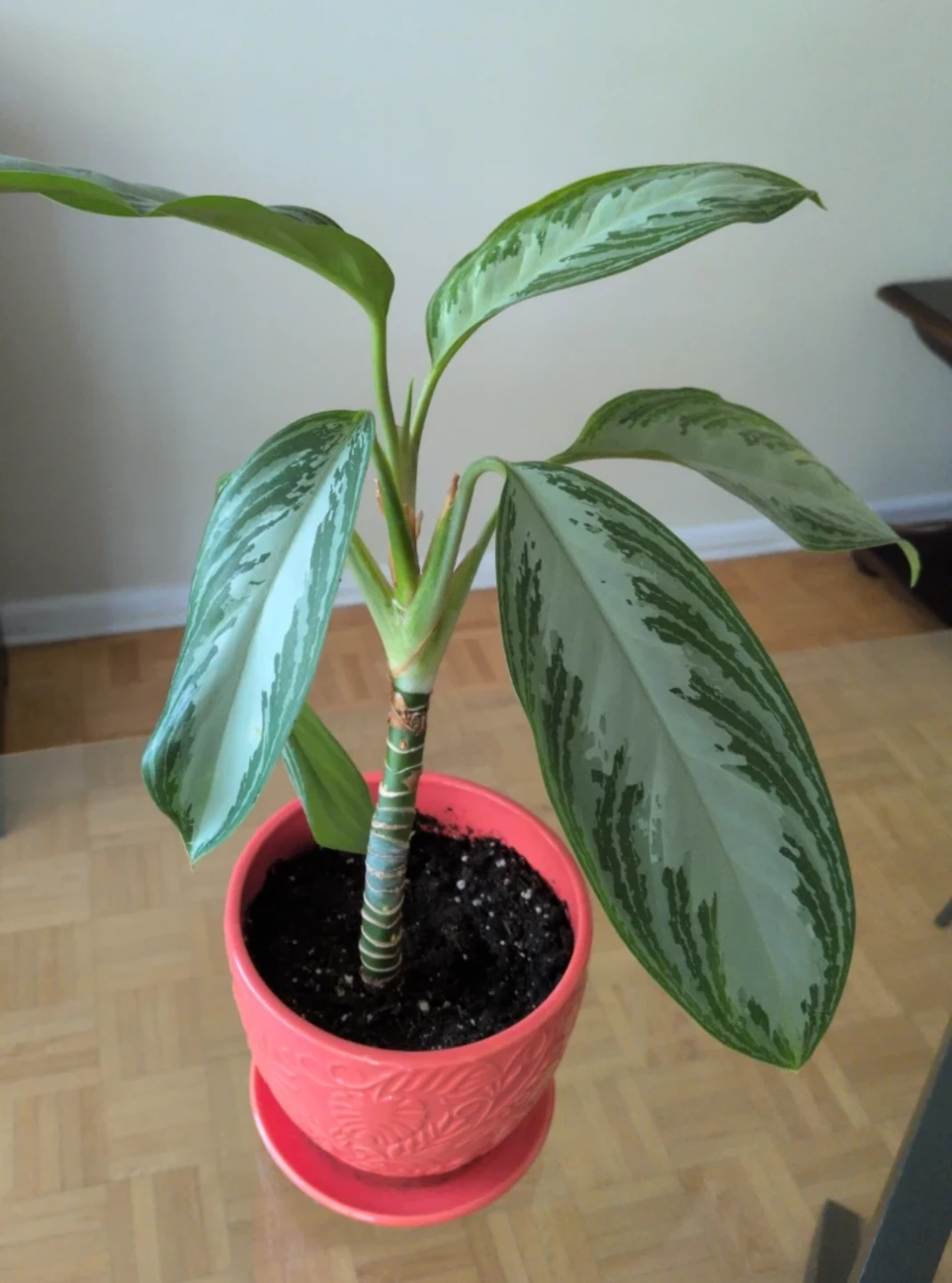 Aglaonema Plant in Coral Pot - photo 2