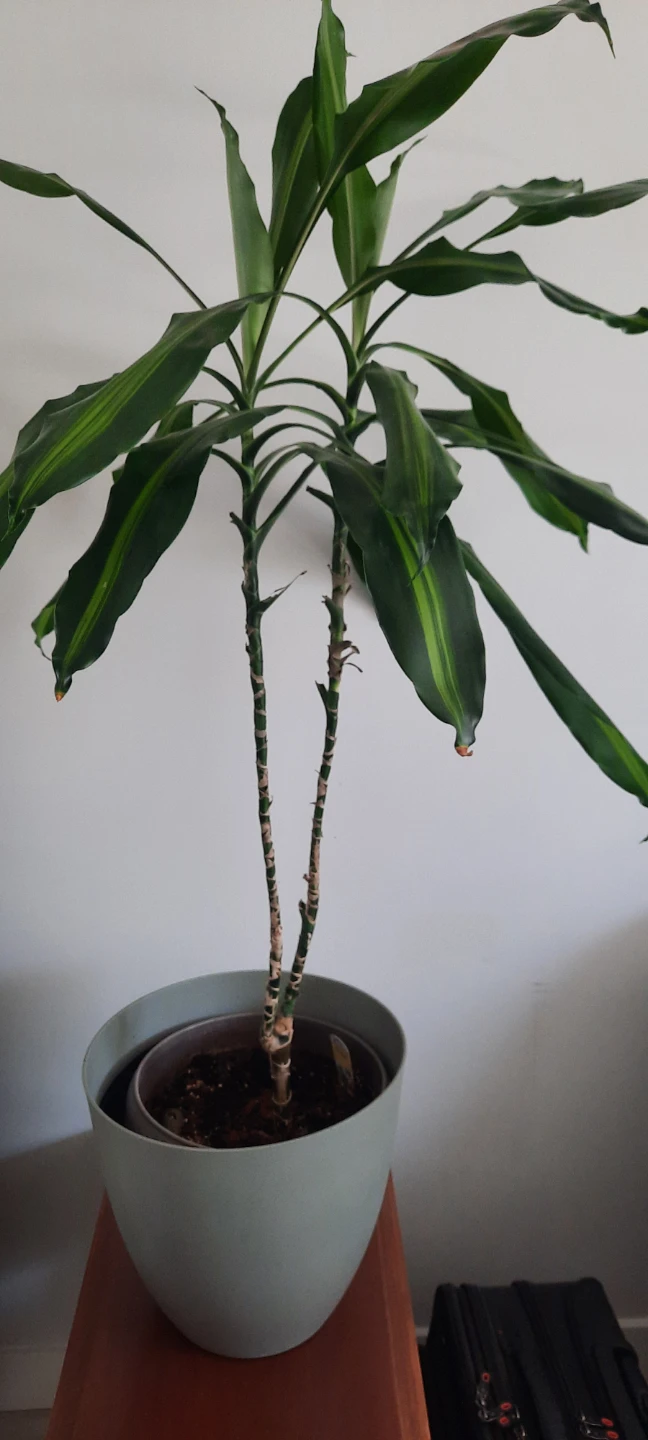 Dracaena plant in pot
