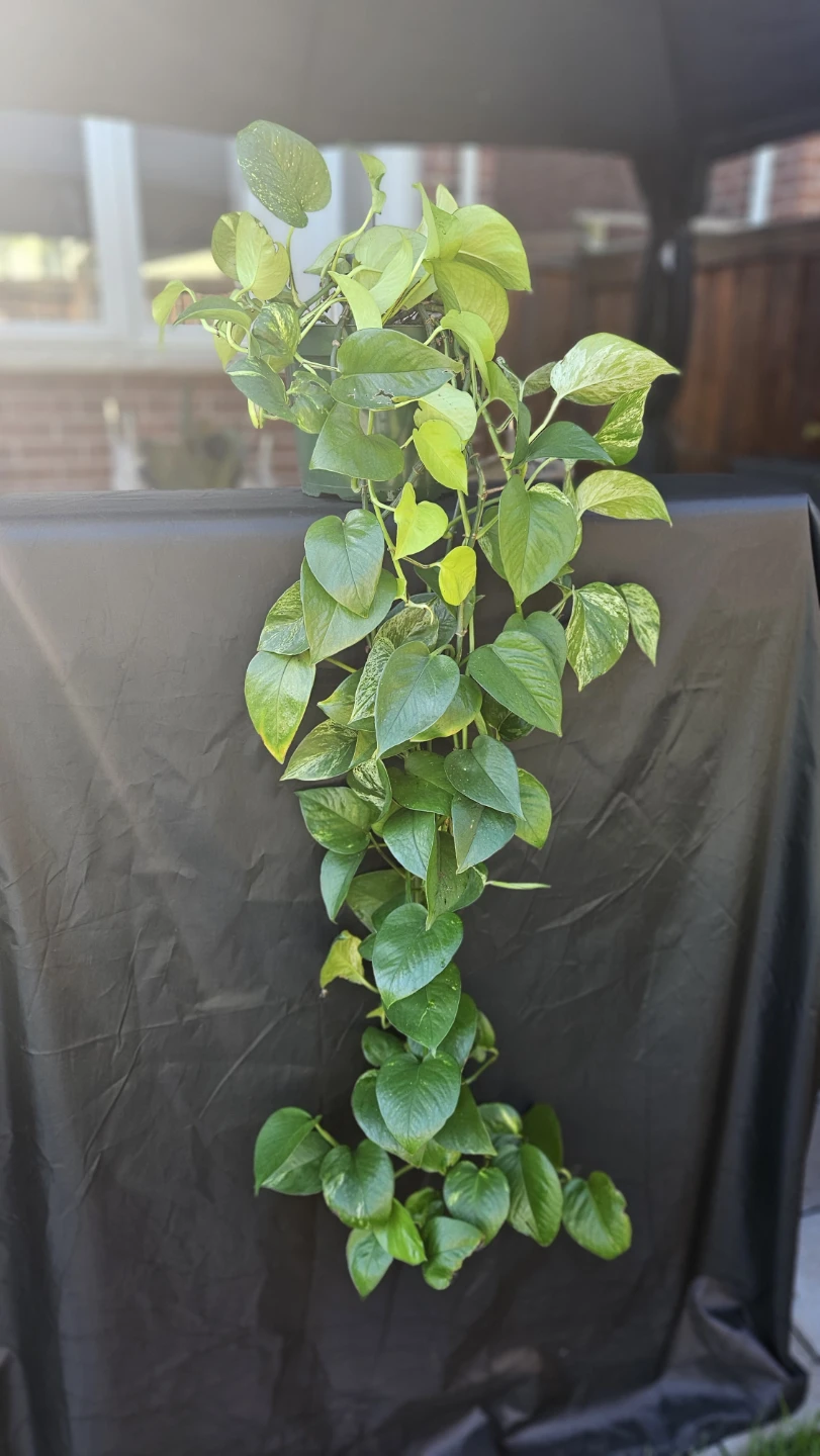 Pothos Plant