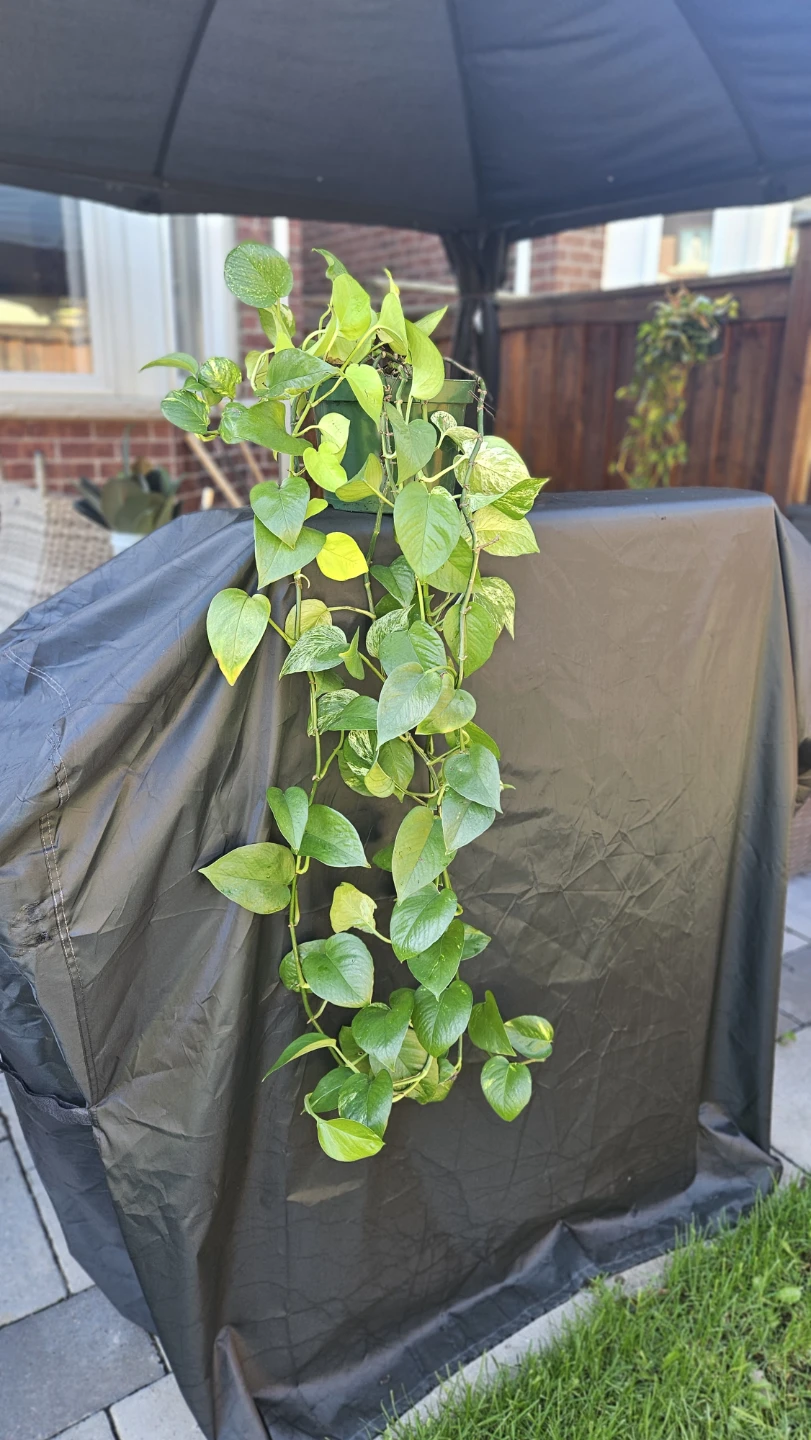 Pothos Plant - photo 2