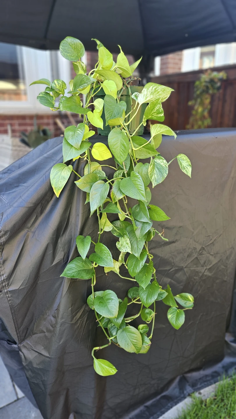 Pothos Plant - photo 3