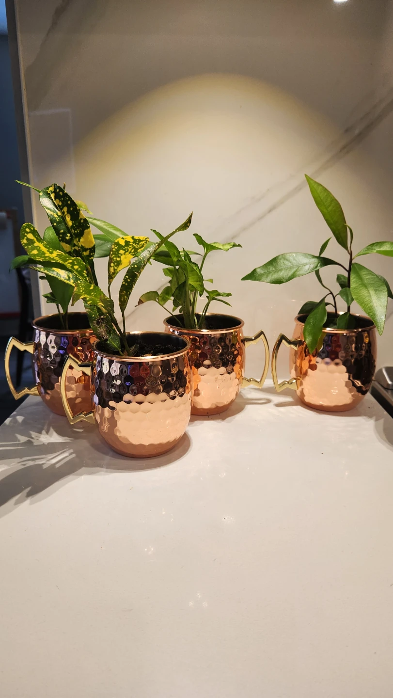 Copper mug planters with plants
