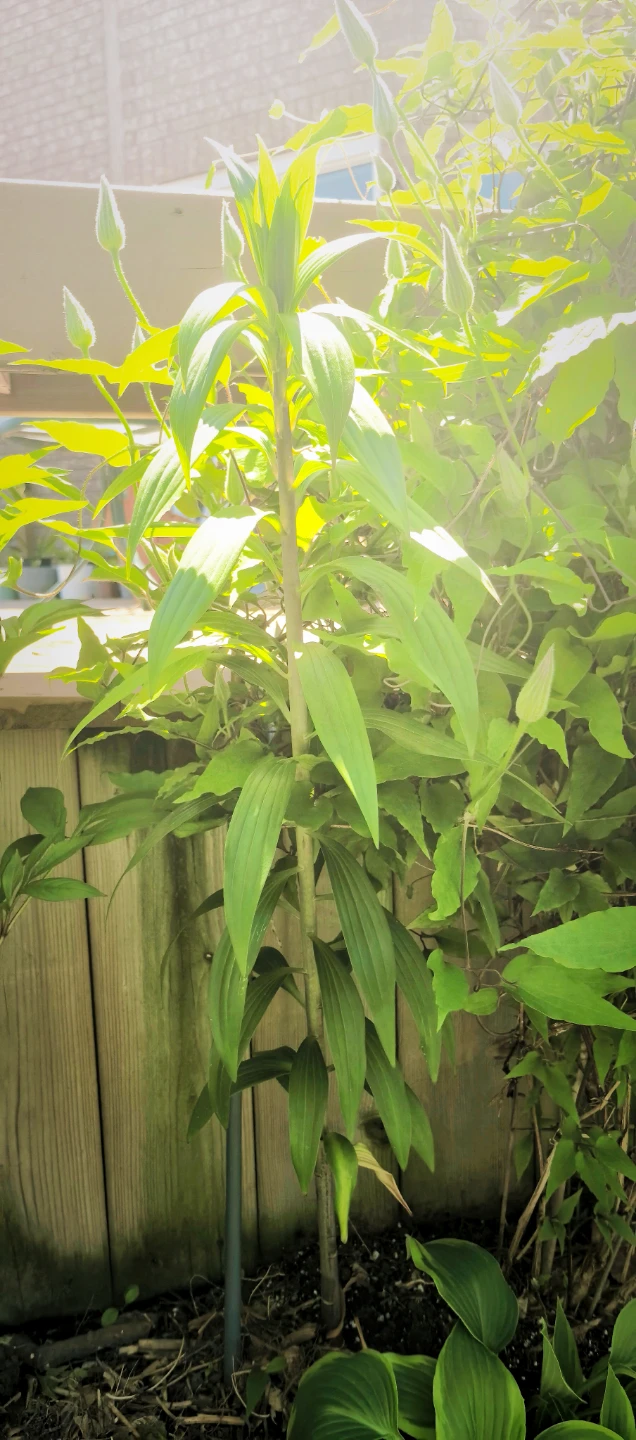 Double Oriental Lily - photo 3