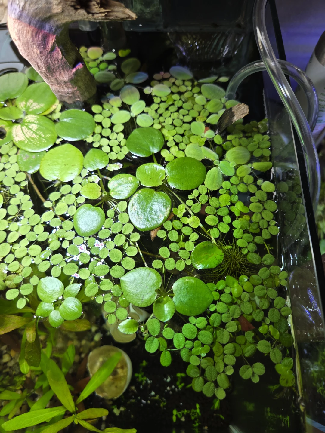 Floating plants