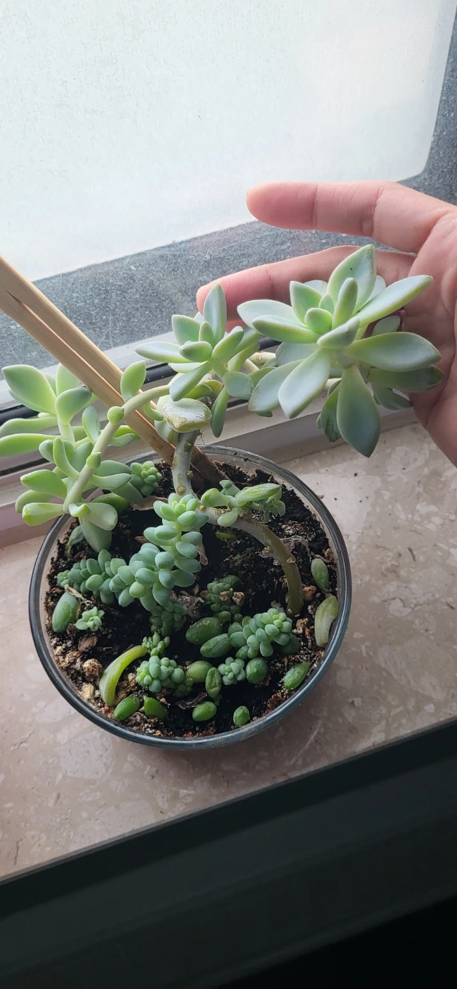 Two types of succulent in a glass container - photo 5
