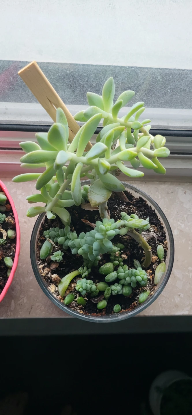 Two types of succulent in a glass container