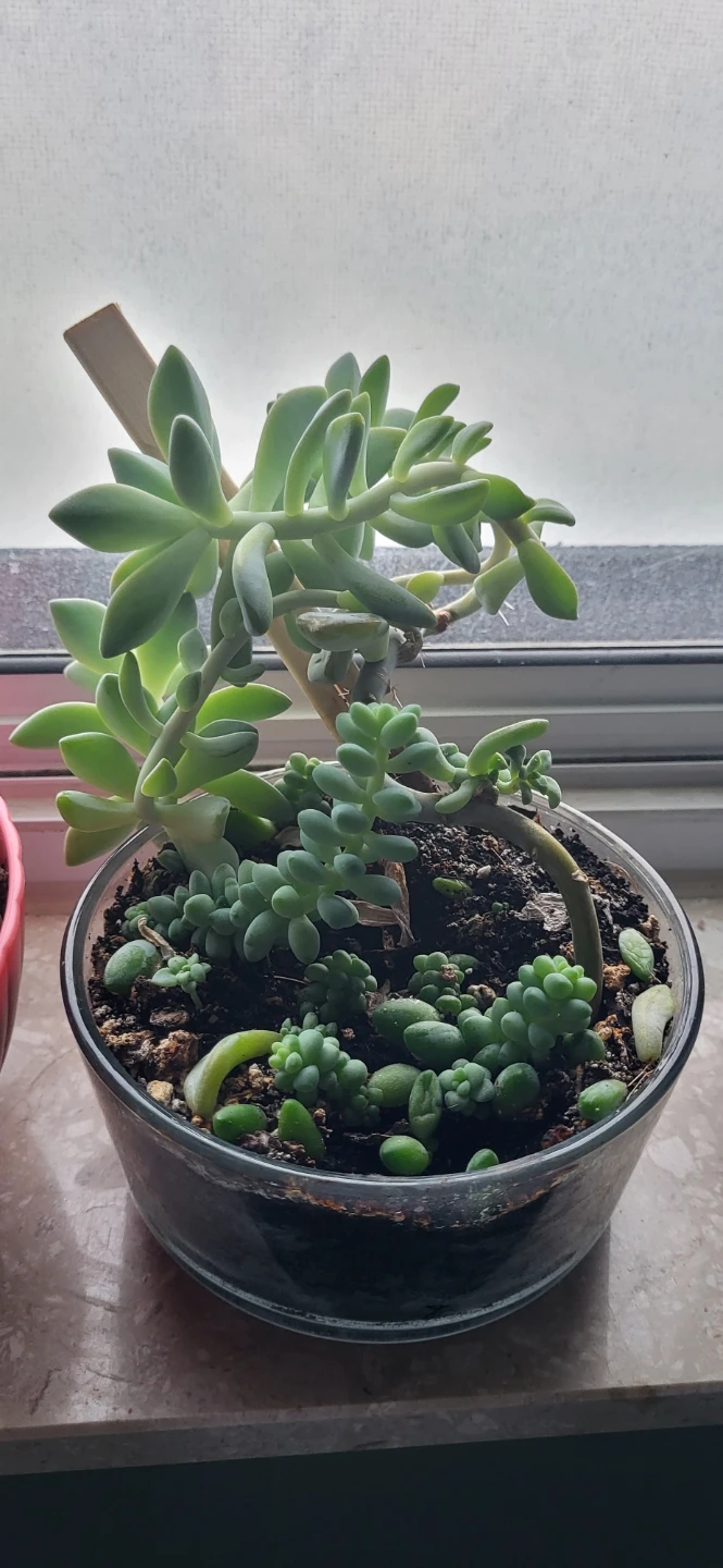 Two types of succulent in a glass container - photo 2
