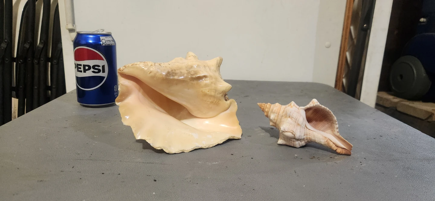 Two decorative conch shells - photo 2