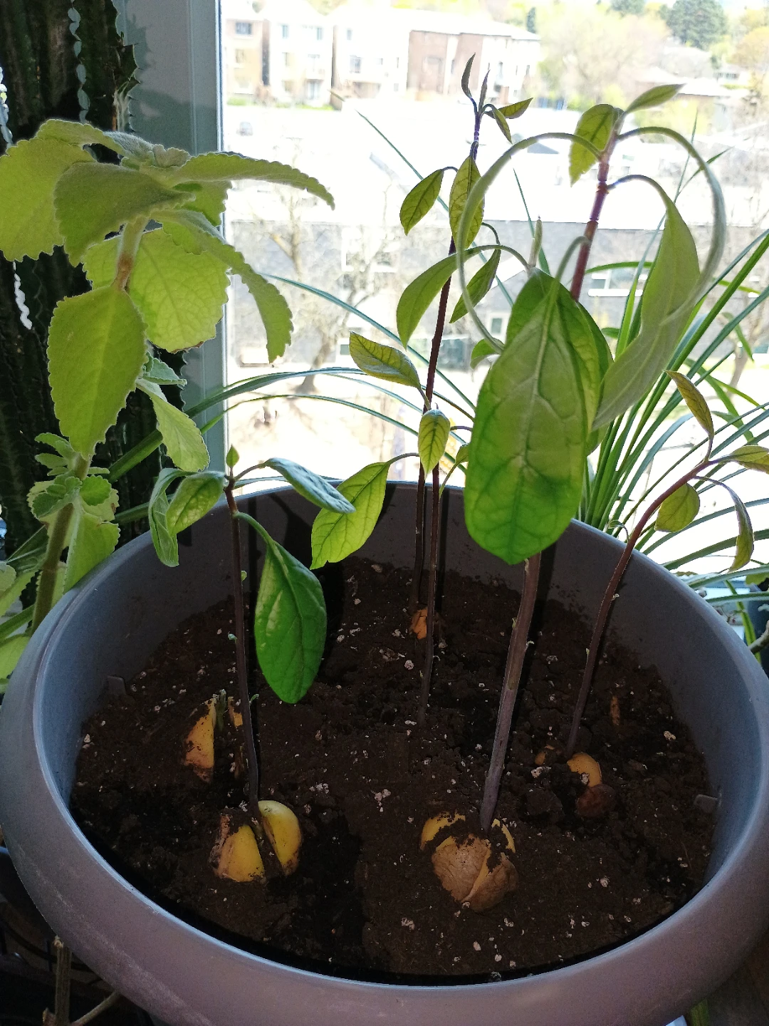 🥕 🌴 Skip the Wait! Healthy Fresh Sprouted Avocado Tree Starts