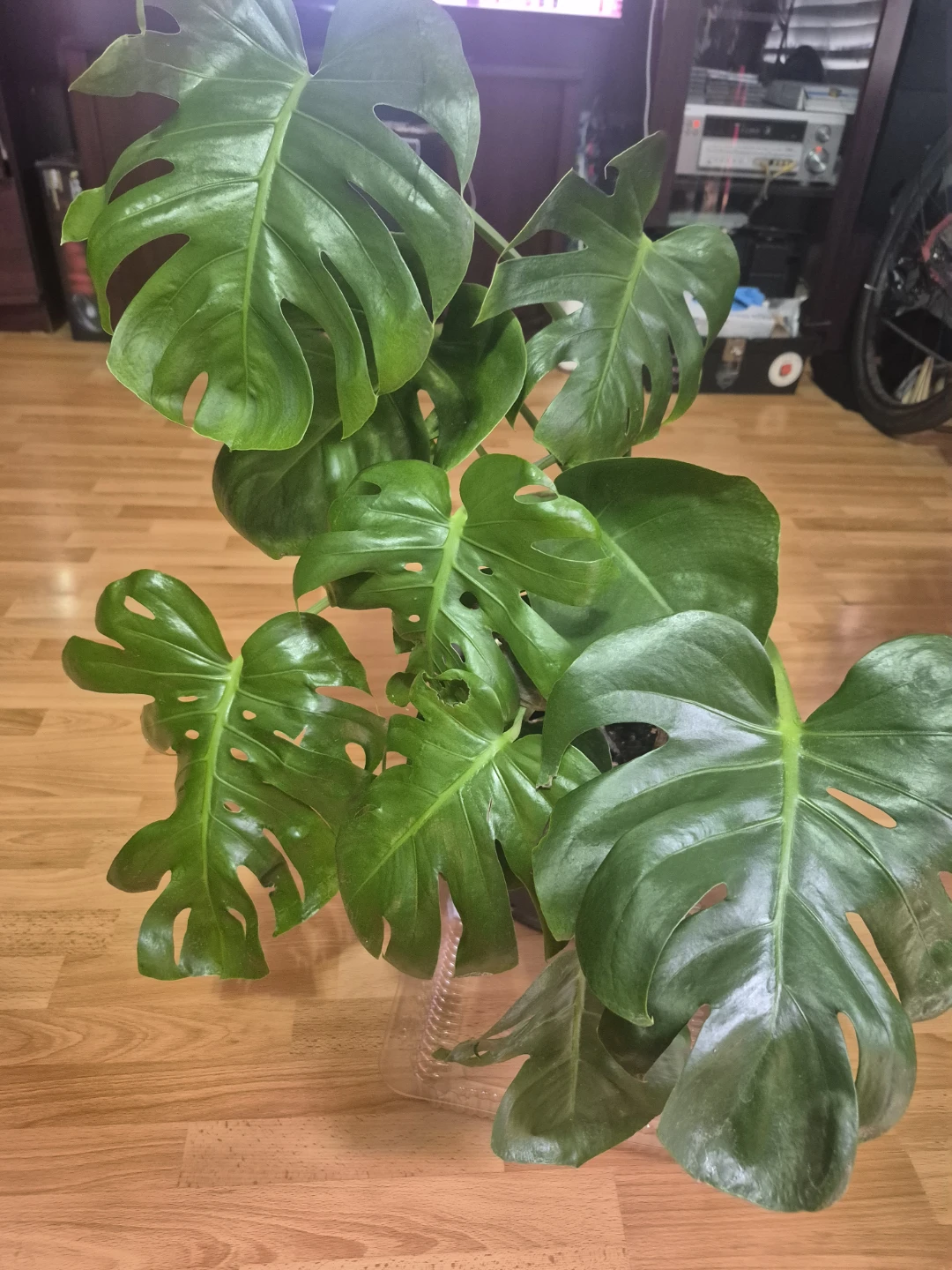 Monstera Deliciosa Plant