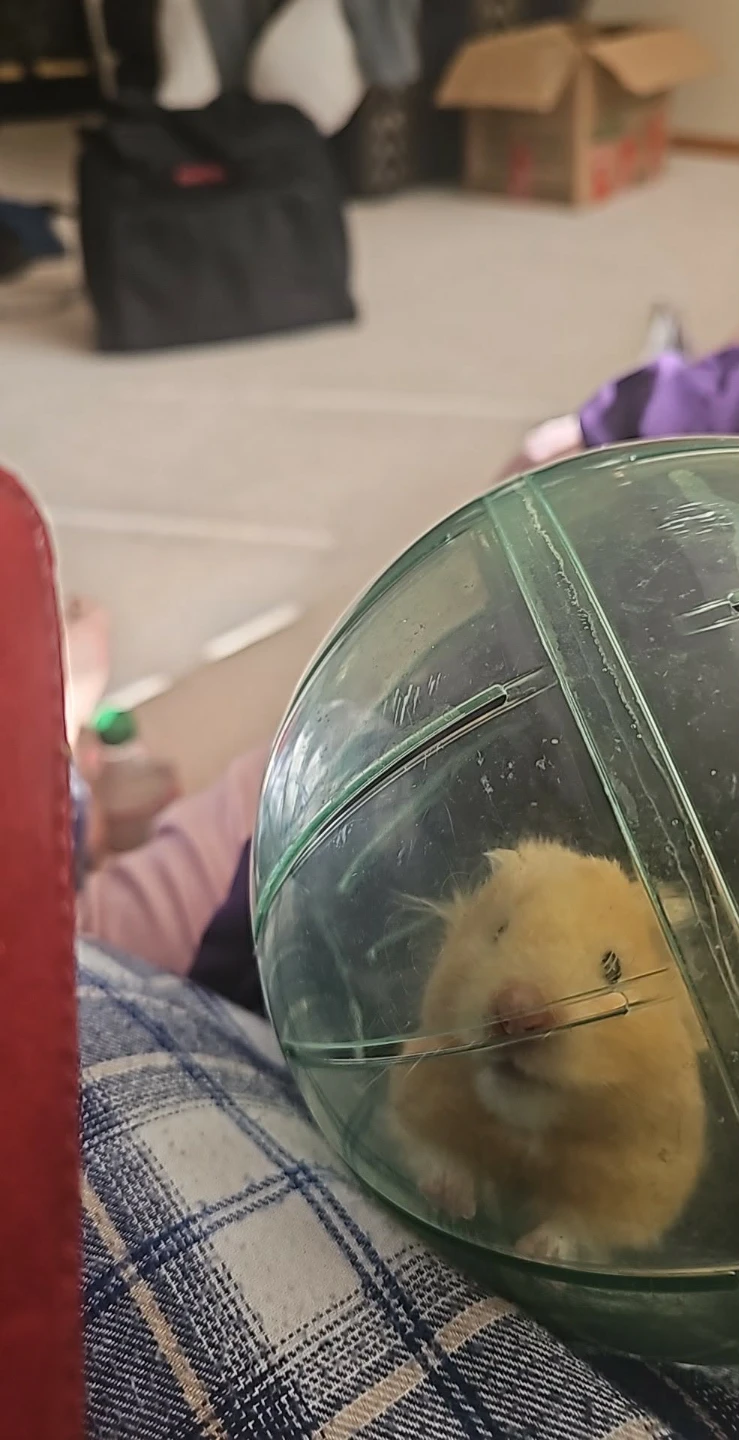 Hamster URGENT!!! - photo 4