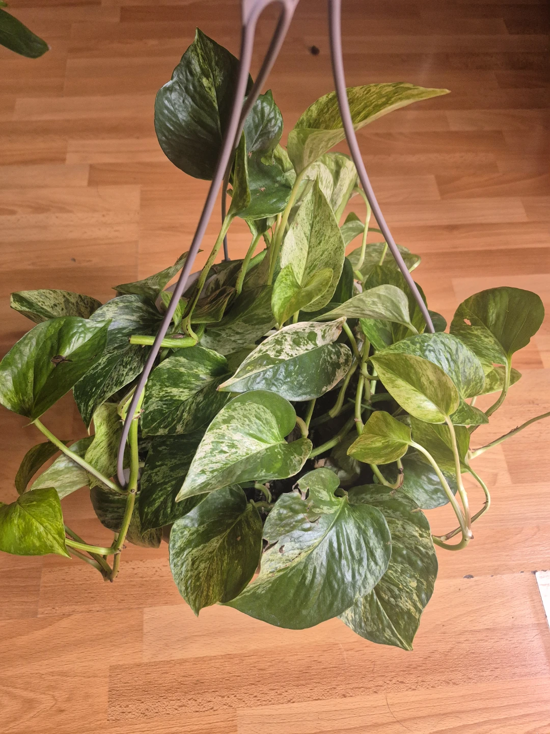 Marble Queen Pothos Hanging Plant