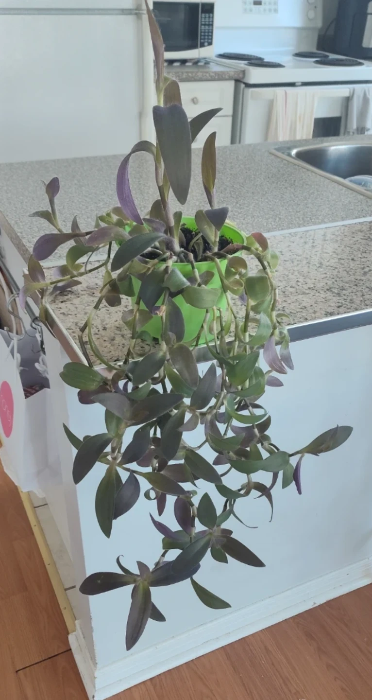 Tradescantia pallida 'Purple Heart' - photo 2