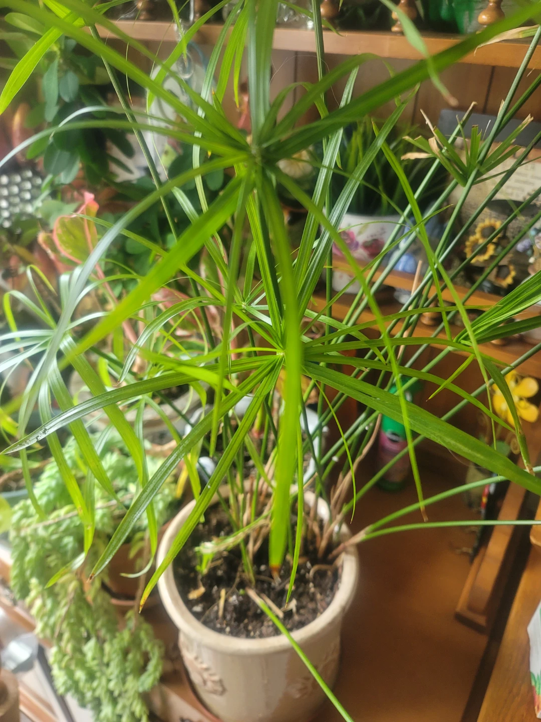 Potted Papyrus Plant