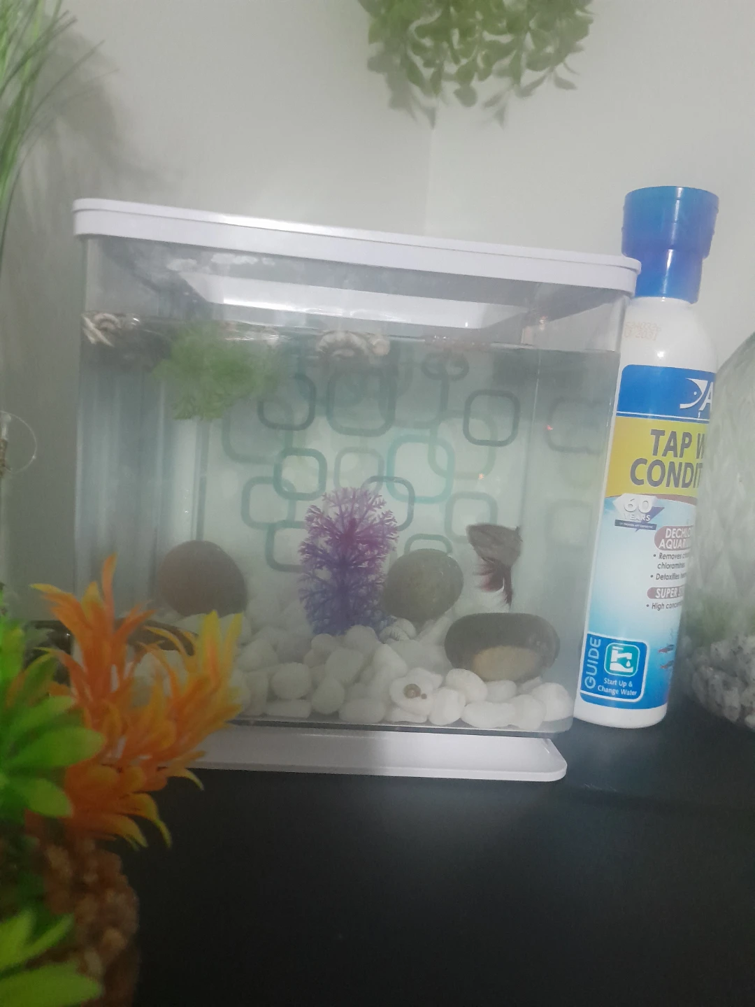 Betta Fish with Tank with Accessories - photo 2