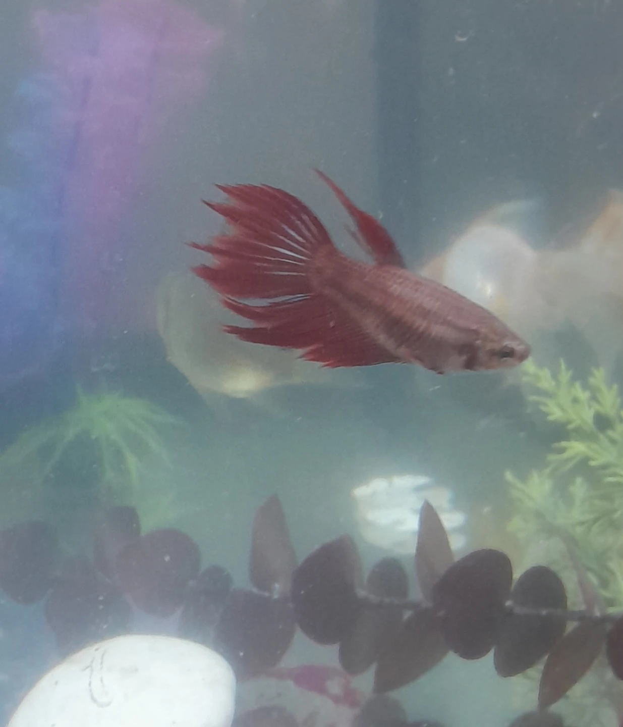 Betta Fish with Tank with Accessories - photo 3
