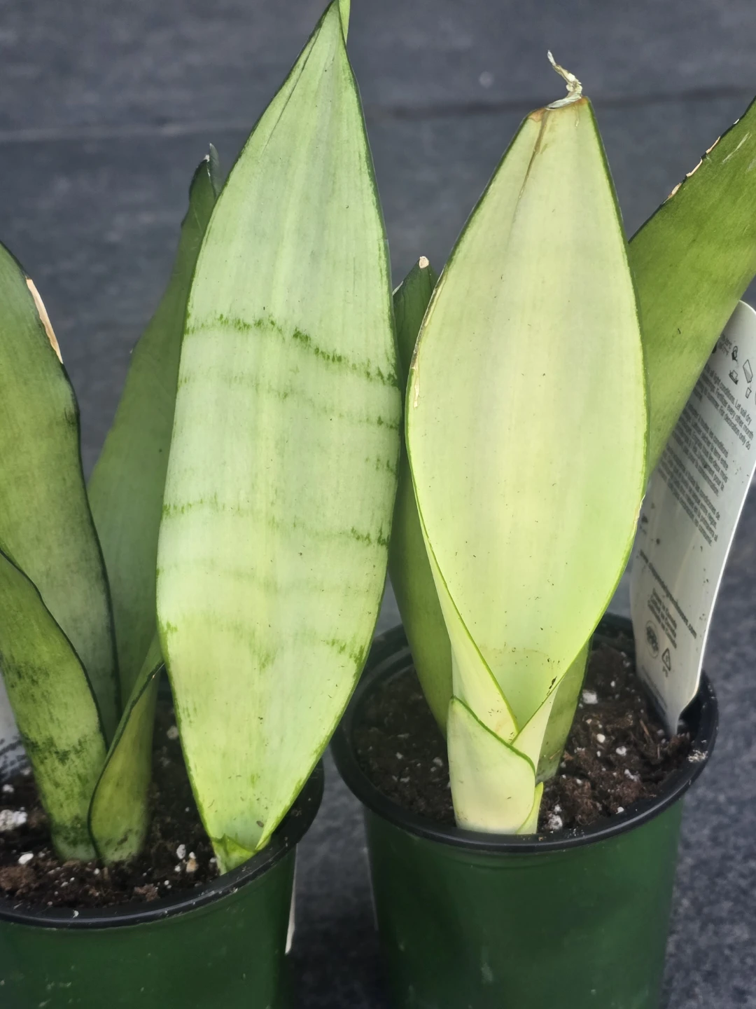 Sansevieria Plant