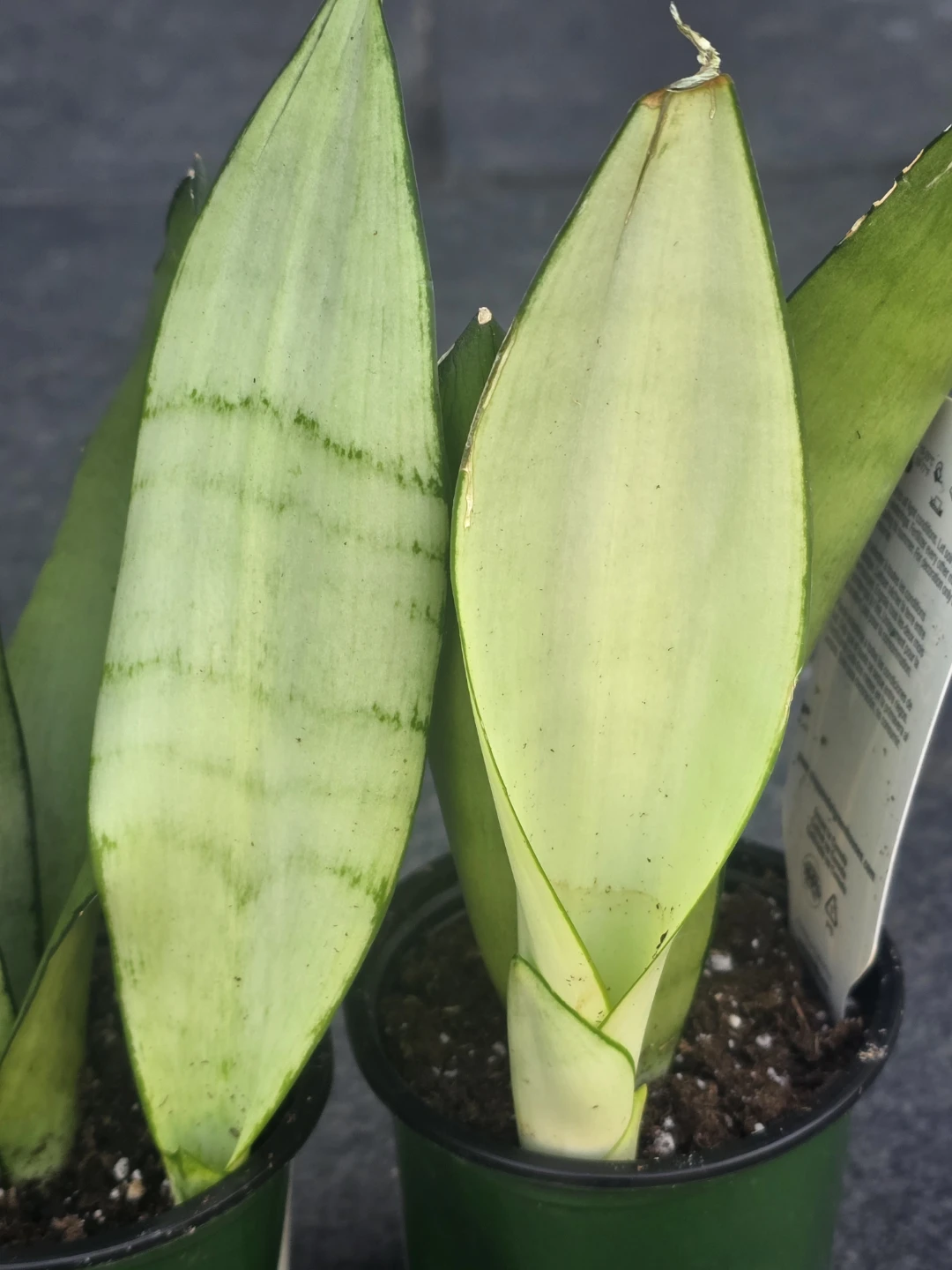 Sansevieria Plant - photo 2